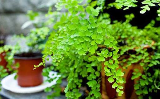 家庭養(yǎng)花:適合家庭養(yǎng)的耐陰植物總有一款適合你