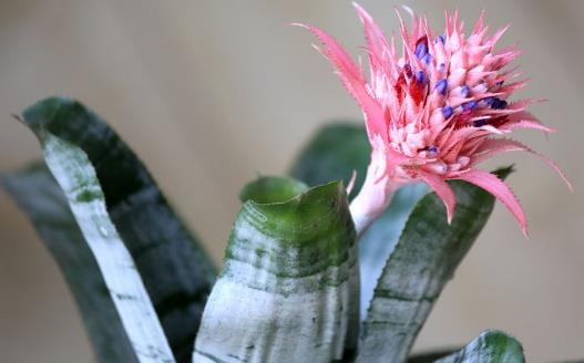 家庭養(yǎng)花:適合家庭養(yǎng)的耐陰植物總有一款適合你