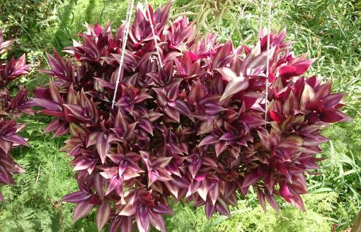 家庭養(yǎng)花:適合家庭養(yǎng)的耐陰植物總有一款適合你