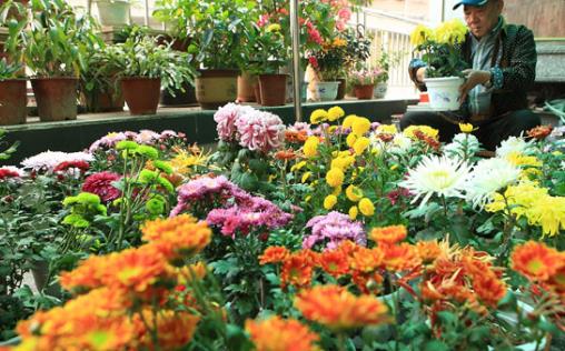 施草木灰對養(yǎng)花的好處 正確使用草木灰的竅門