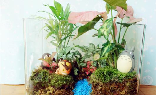 苔蘚微景觀該如何養護