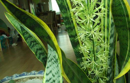 家庭養(yǎng)花:放著也能活的虎皮蘭