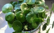 銅錢草可愛易養 家庭養花教你輕松養好銅錢草