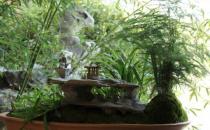 家庭養花 適合家庭養植的耐陰植物