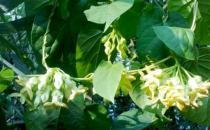 ?不適合在室內(nèi)種植的植物 人碰觸撫摸它們會過敏