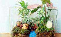 ?自己DIY苔蘚微景觀 苔蘚微景觀養(yǎng)護技巧