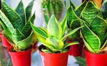 ?家庭養(yǎng)花 放著也能活的虎皮蘭
