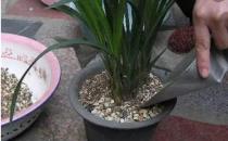 ?施肥是花卉養(yǎng)護中最為關(guān)鍵的一環(huán) 四季施肥那些事