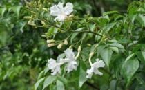 ?家庭養(yǎng)花 幸福樹的養(yǎng)護及葉子變黃解決辦法