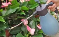?養(yǎng)花澆水過程中需要掌握的小竅門 扣水和回水的區(qū)別