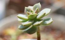 ?養(yǎng)護嬌憨可愛的肉肉植物們 肉肉護理方法大全