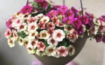 ?城市家庭露臺陽臺養(yǎng)花 養(yǎng)護要點和注意事項