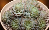 ?養(yǎng)花的誤區(qū) 別再摧殘你家的植物啦