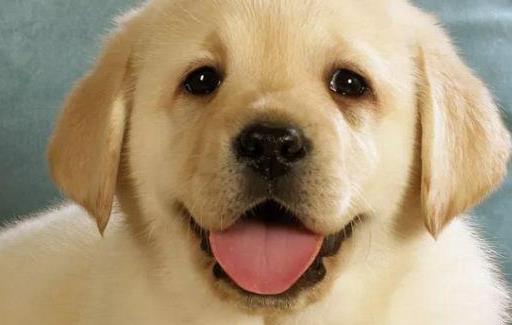 上班族照顧自己的狗狗寶貝妙招 上班族養狗知識匯總