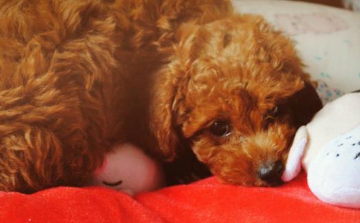 上班族照顧自己的狗狗寶貝妙招 上班族養狗知識匯總