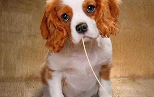 狗狗們挑食厭食的原因 避免狗挑食的解決方法