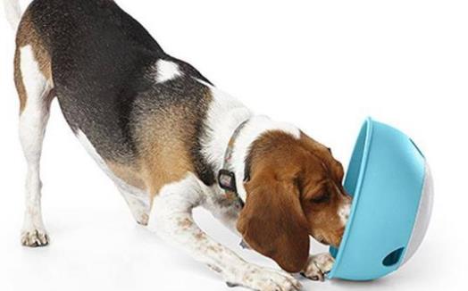 狗狗們挑食厭食的原因 避免狗挑食的解決方法