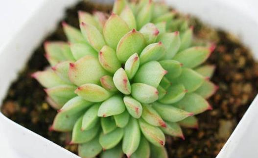 學花市選花技巧 助家庭養花