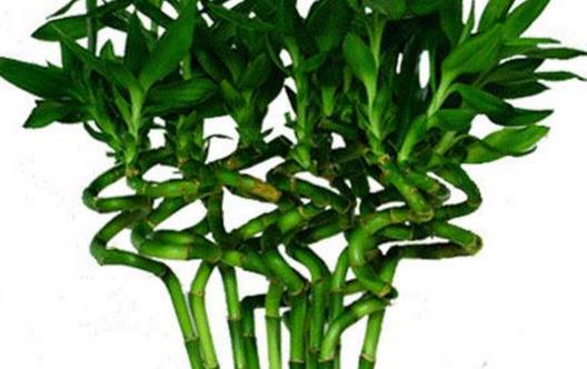 學花市選花技巧 助家庭養花