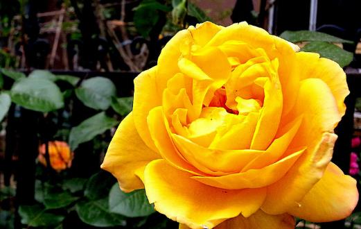 學花市選花技巧 助家庭養花