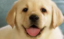 上班族照顧自己的狗狗寶貝妙招 上班族養狗知識匯總