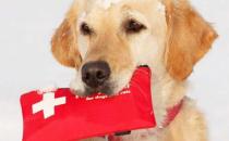 狗狗受傷 鏟屎官很有必要掌握的急救與護理常識 
