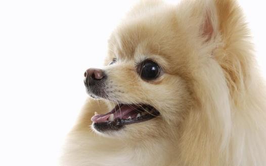 狗狗隨地大小便 訓練狗狗定點排便之秘籍