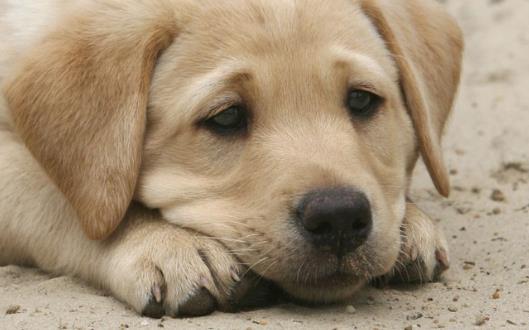 狗狗隨地大小便 訓練狗狗定點排便之秘籍