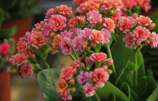 在家想養花就選這3種 開花長達100天