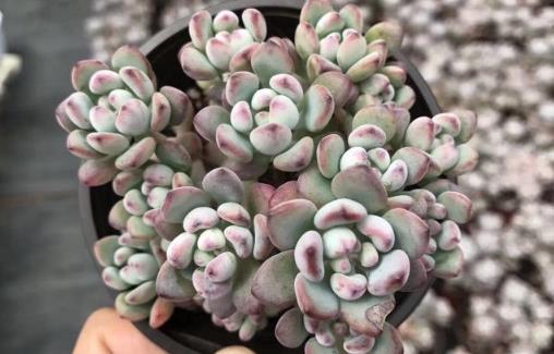 多肉十大美人系列 胖成球的最好看