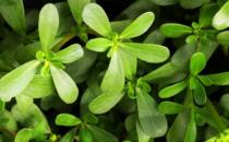 ?馬齒莧作用大 花盆里栽一棵觀賞食用都不錯