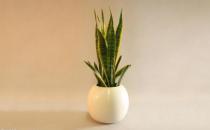 ?家里有異味 養(yǎng)這些不太起眼還能凈化空氣的綠色植物