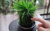 ?植物栽種之前給土壤進行消毒 家庭養(yǎng)花土壤消毒的方法