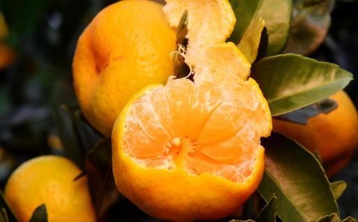 一天一蘋果醫生遠離我 水果營養價值排名