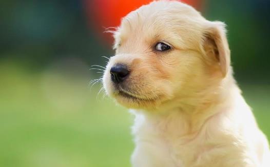 糾正狗狗壞習慣訓練方法 使你的狗兒服從