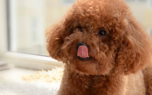 糾正狗狗壞習慣訓練方法 使你的狗兒服從