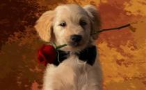 狗的不同姿態(tài)所表達(dá)的情緒 看懂狗尾表達(dá)的情緒