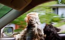 春季帶狗狗坐車出行 訓(xùn)練狗狗不暈車的方法大全