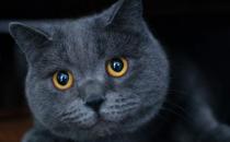 貓咪養護五注意 10種適合當家貓的貓咪大全