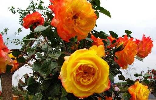 油煙機的廢油也是養花好肥料 好用的養花竅門盤點