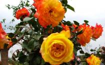 ?油煙機的廢油也是養(yǎng)花好肥料 好用的養(yǎng)花竅門盤點