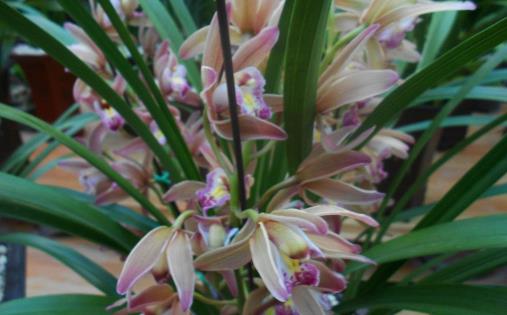 溫度高,蘭花“問題”多,葉子“干尖”怎么辦,這5點要做