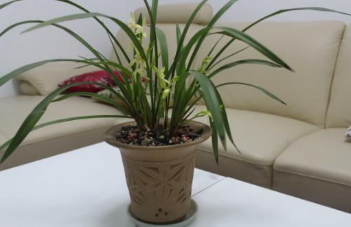 溫度高,蘭花“問題”多,葉子“干尖”怎么辦,這5點要做