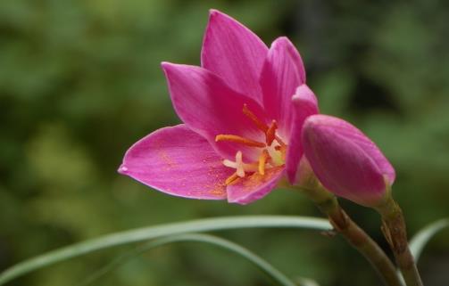 溫度高,蘭花“問題”多,葉子“干尖”怎么辦,這5點要做