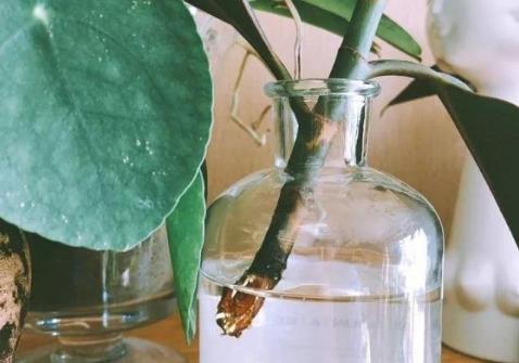 生根劑不用買,水里撒點它們,多蔫的枝條,插個根就能活