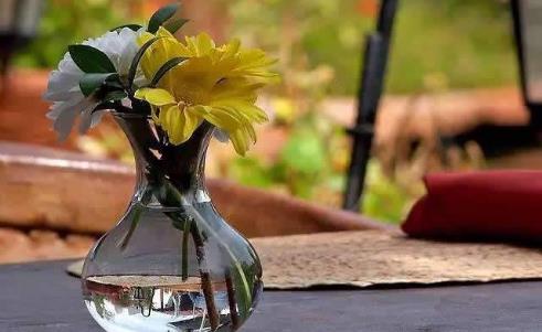 生根劑不用買,水里撒點它們,多蔫的枝條,插個根就能活