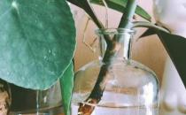 ?生根劑不用買 學(xué)會這些多蔫的枝條插個根就能活