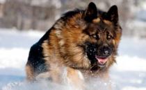 猛犬中的假貨揭秘 猛犬中的三大護衛(wèi)巨頭