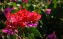 ?耐干旱好養(yǎng)活的花種推薦 常見植物的種植秘籍