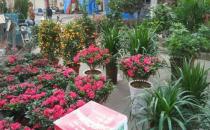 ?廚房剩菜不要扔搖身一變?yōu)榕杌ǚ柿?簡直好用極了